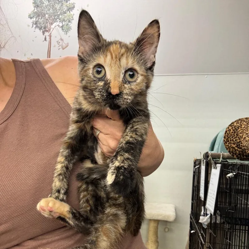 A baby small-sized female Tortoiseshell Domestic Short Hair cat named Calypso for adoption in Hamburg, NY