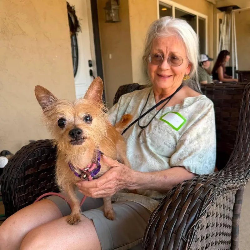 A senior small-sized female Yorkshire Terrier dog named Mida for adoption in Ramona, CA