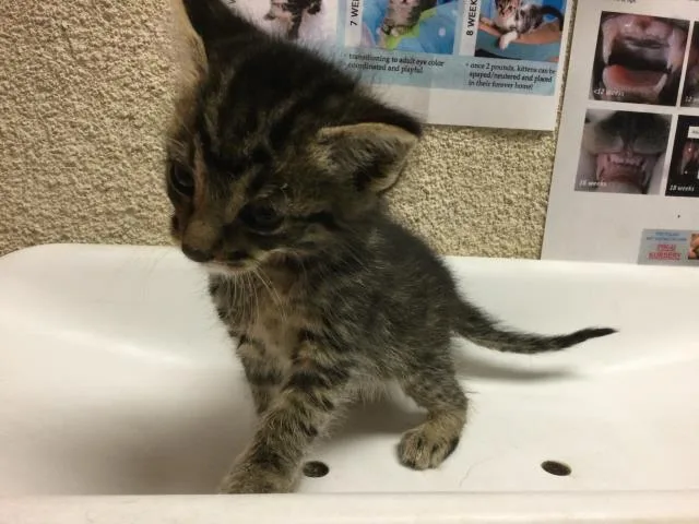 A baby small-sized male Domestic Short Hair cat named Jake for adoption in Riverside, CA