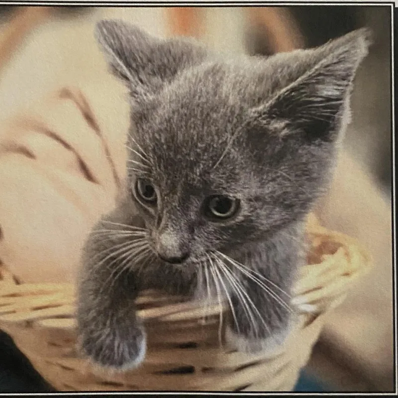 A baby small-sized male Gray / Blue / Silver Domestic Short Hair cat named Cheerio for adoption in Los Angeles, CA
