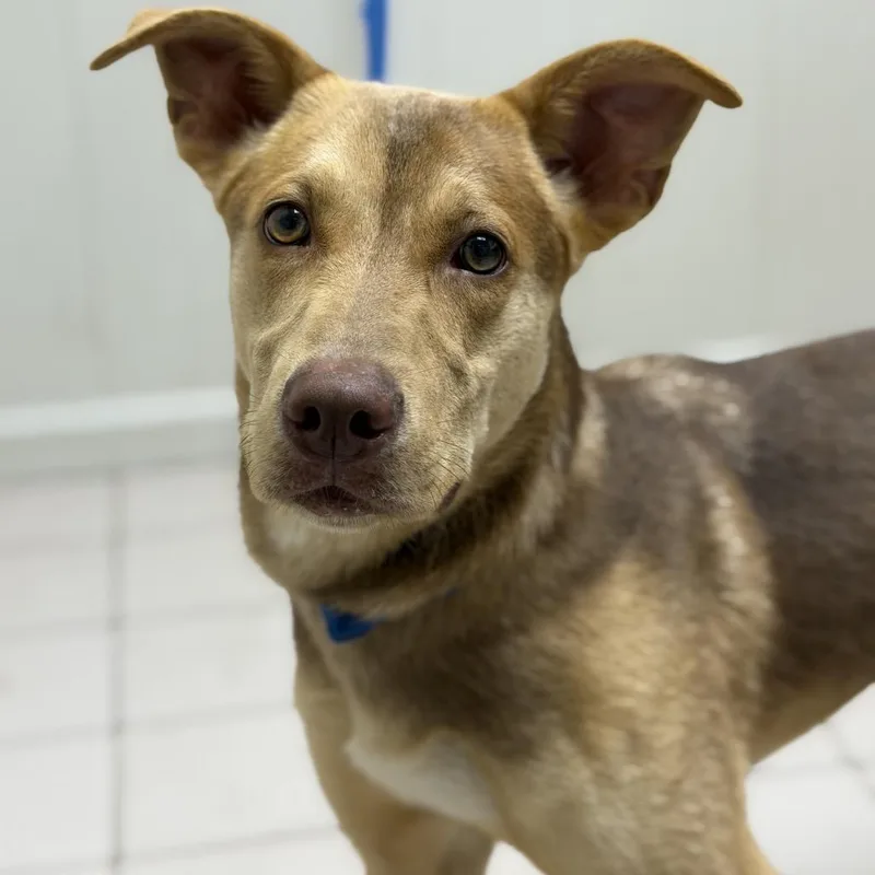 Tuscstray thumbnail 2