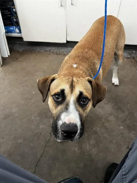 A young large-sized male Mixed Breed dog named Boss for adoption in Dallas, TX