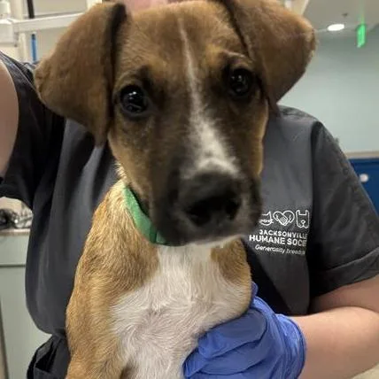 A baby small-sized male Mixed Breed dog named Hollander for adoption in Jacksonville, FL