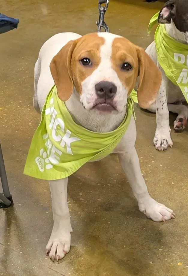 A baby medium-sized female Mixed Breed dog named Blondie for adoption in Florence, SC