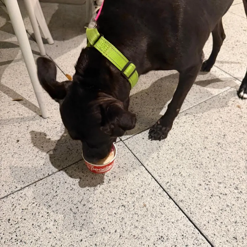 An adult medium-sized female Black Mixed Breed dog named Cowgirl for adoption in West Palm Beach, FL