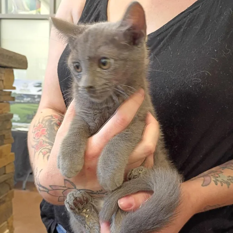 A baby small-sized male Gray / Blue / Silver Domestic Short Hair cat named Proton for adoption in Lynchburg, VA