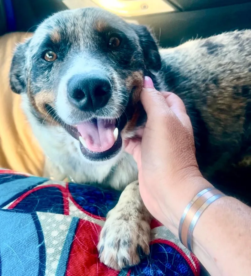 An adult medium-sized male Australian Shepherd dog named Bradley for adoption in wrightwood, CA