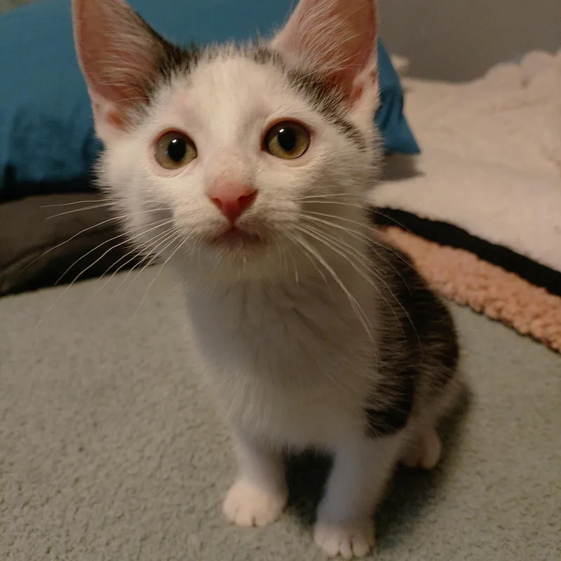 A baby medium-sized male Black Domestic Short Hair cat named SnoCap for adoption in Baltimore, MD