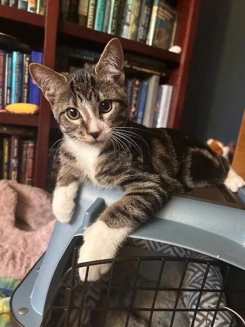 A baby medium-sized male Tabby (Gray / Blue / Silver) Domestic Short Hair cat named Bob for adoption in Neenah, WI