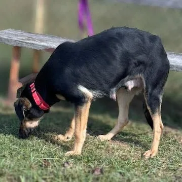 A young medium-sized female German Shepherd Dog dog named Robin for adoption in Lebanon, TN