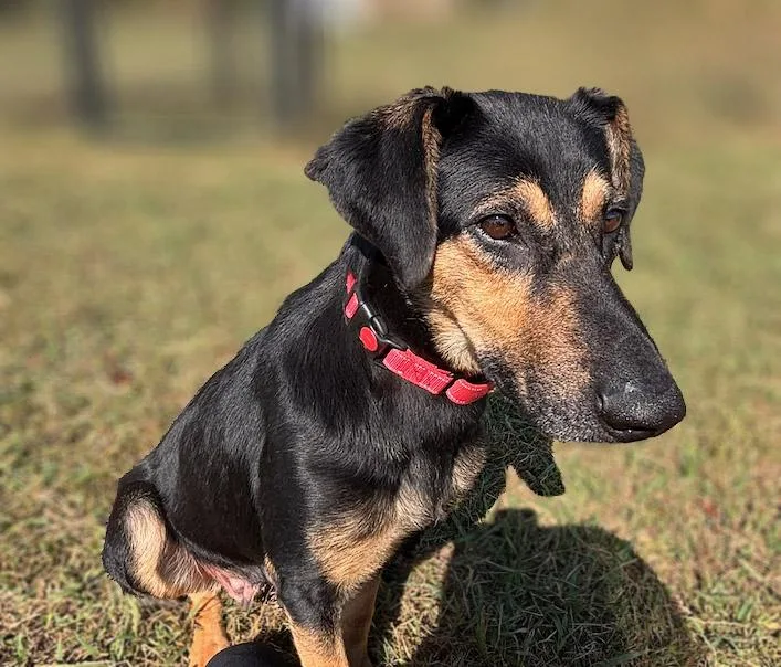 Robin thumbnail 2