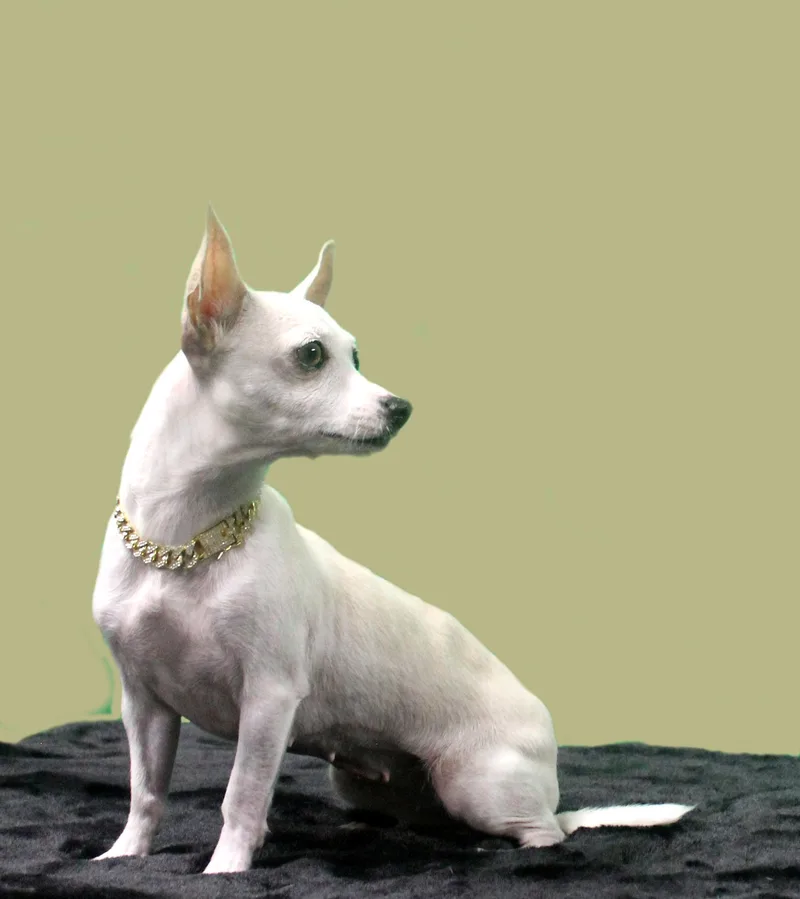 Stella Luna thumbnail 4