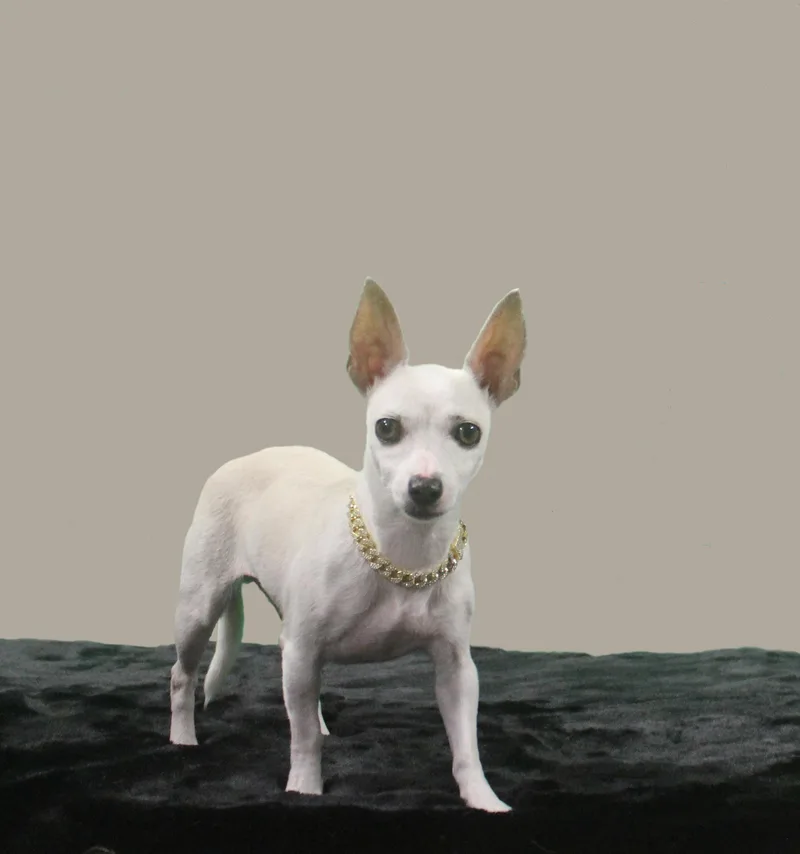 Stella Luna thumbnail 5