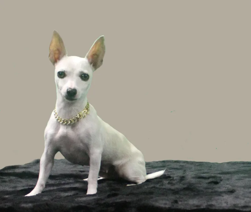 Stella Luna thumbnail 6