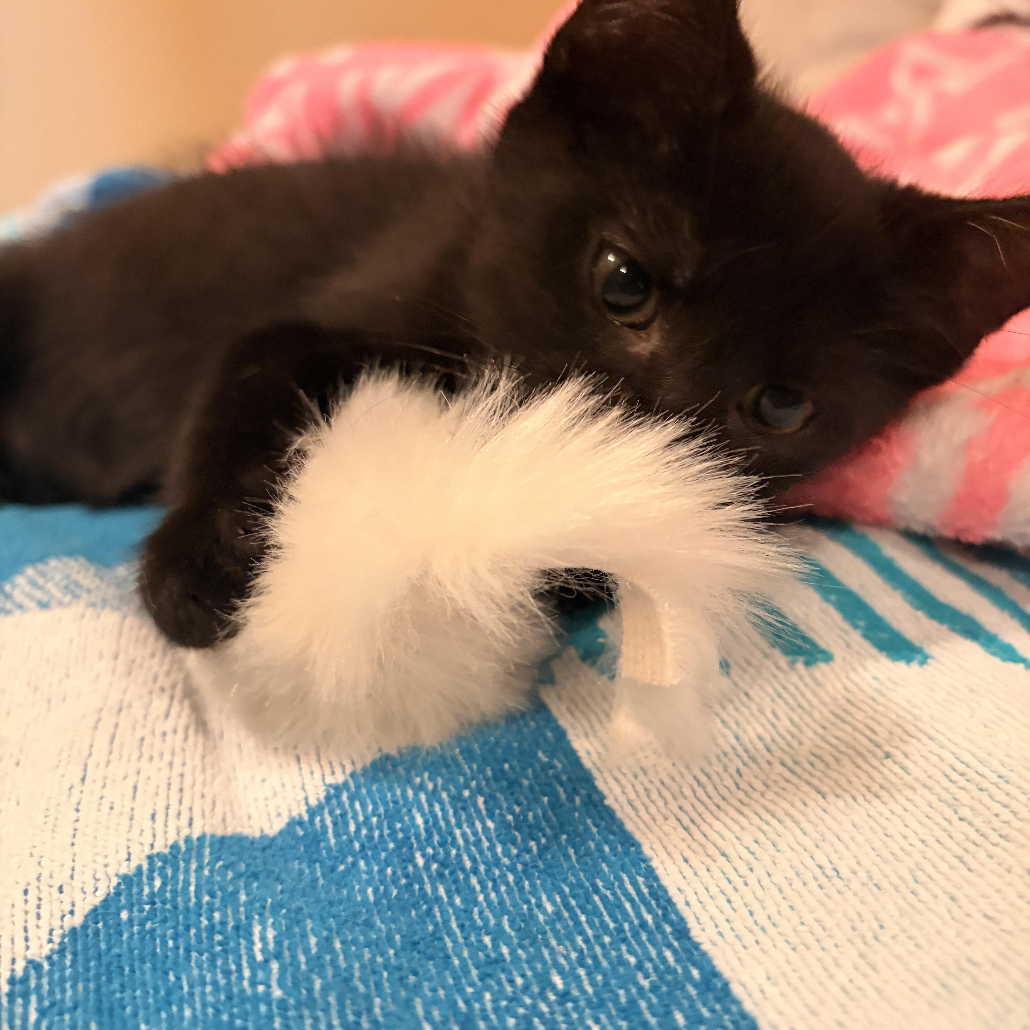 A baby small-sized male Black Domestic Short Hair cat named Don for adoption in Seaford, NY