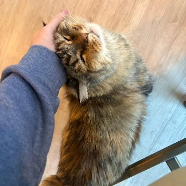 Miss Otis thumbnail 3