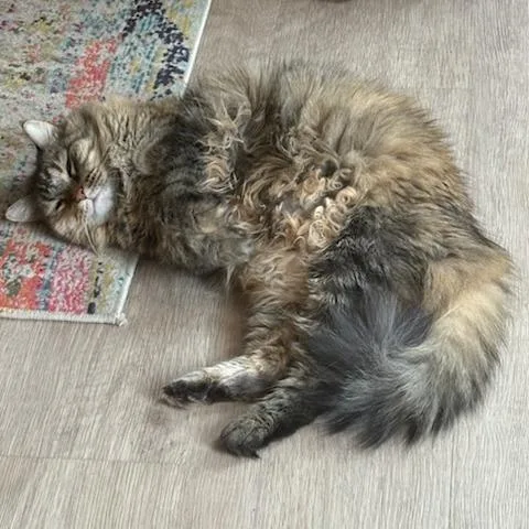 Miss Otis thumbnail 4