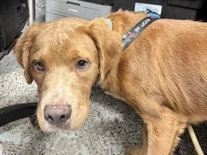 An adult large-sized male Mixed Breed dog named Timon for adoption in West Chester, PA