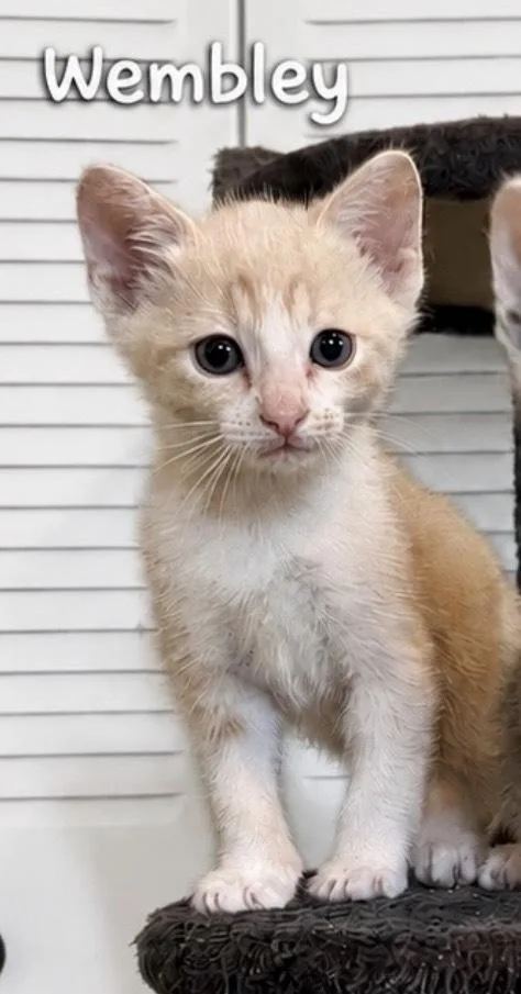A baby small-sized male Domestic Short Hair cat named Wembly for adoption in Orlando, FL