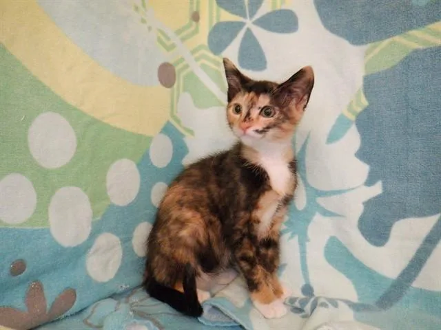 A baby small-sized female Domestic Short Hair cat named Mussel for adoption in San Jose, CA