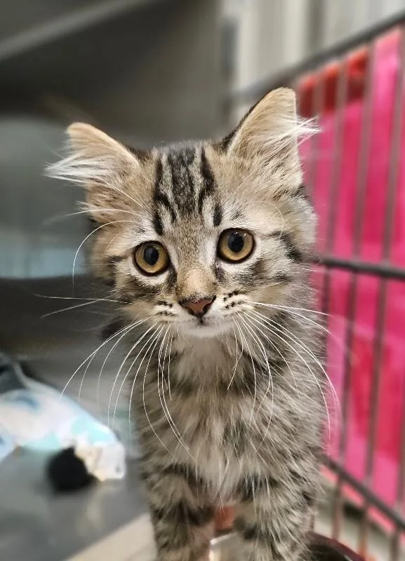 Tom