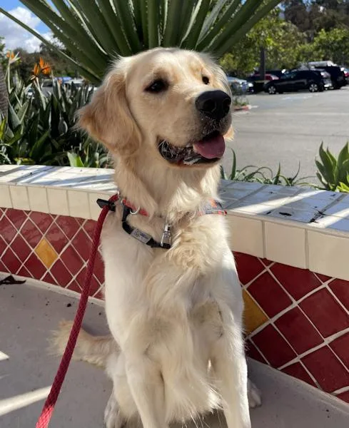 An adult medium-sized male Golden Retriever dog named Super Sal for adoption in Los Angeles, CA