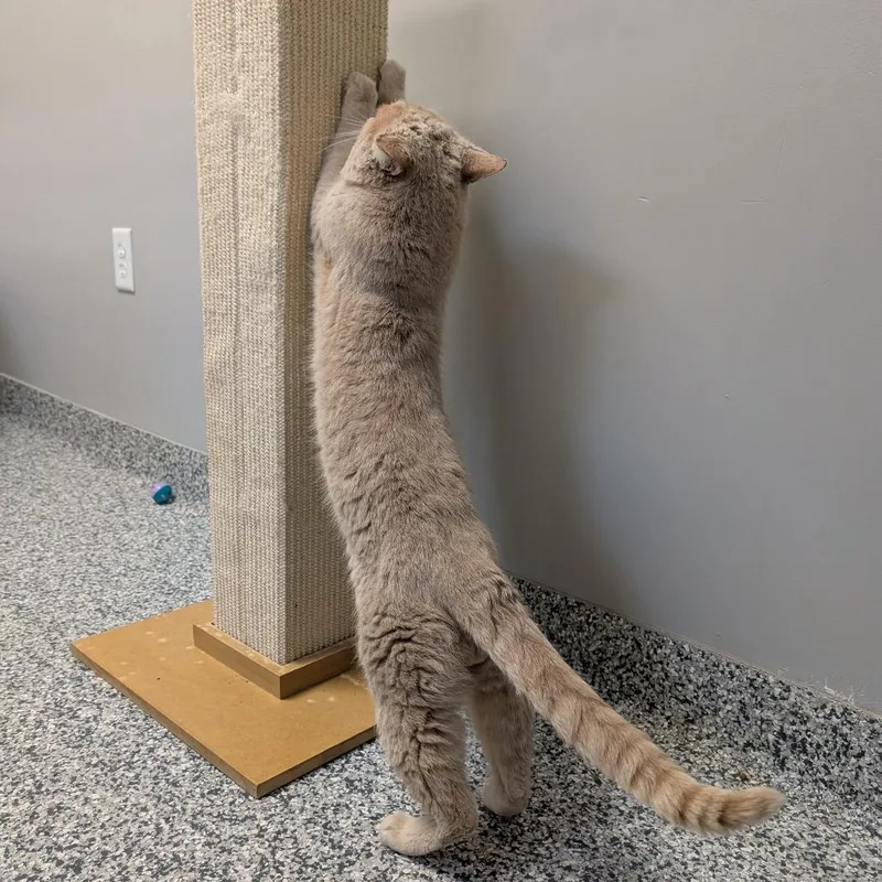 An adult medium-sized male Buff / Tan / Fawn Domestic Short Hair cat named Saber for adoption in Brookfield, WI