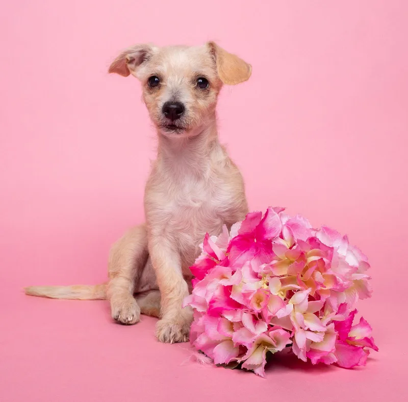 A baby small-sized female Yorkshire Terrier dog named Awnw: Whatsit for adoption in Palo Alto, CA