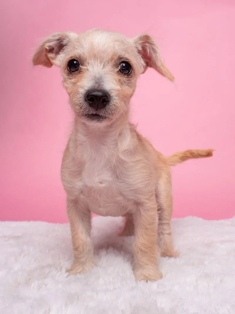 Awnw: Whatsit thumbnail 2