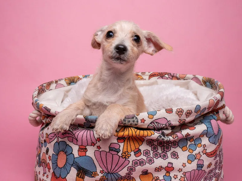 Awnw: Whatsit thumbnail 3