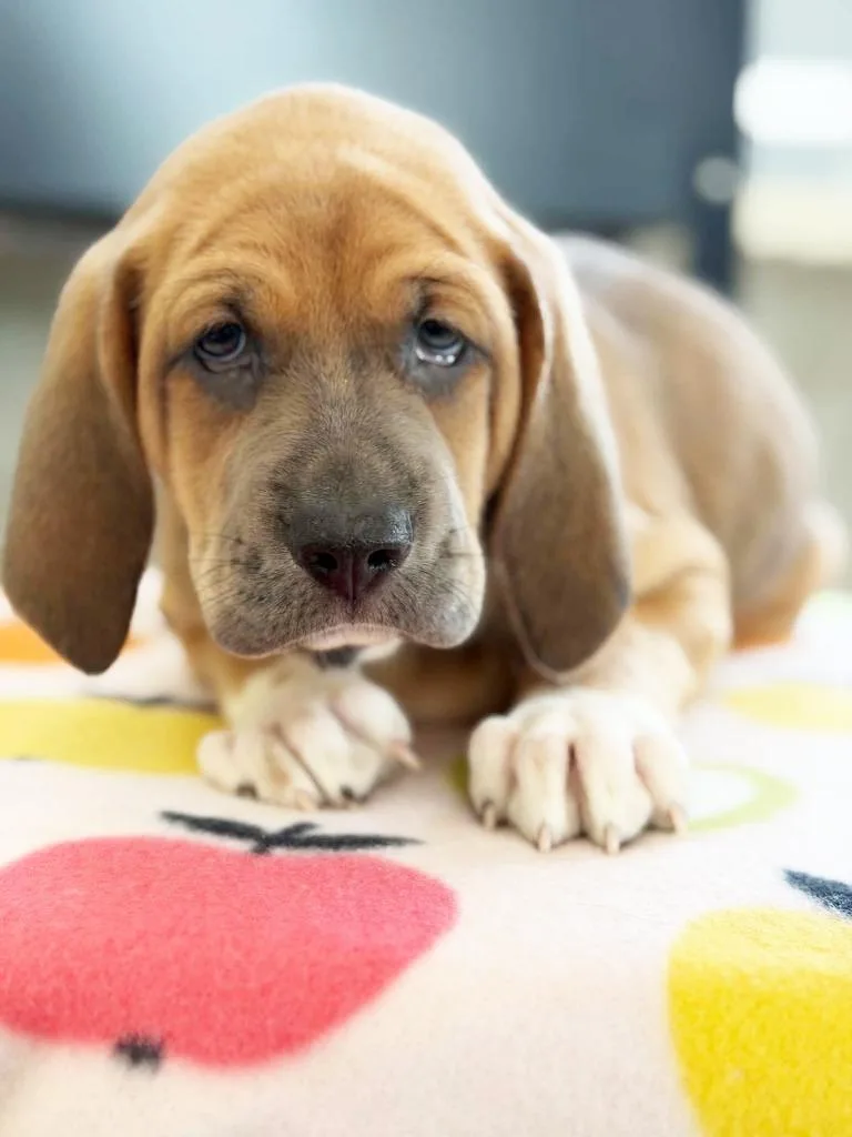 A baby large-sized male Bloodhound dog named Apple Litter Fuji for adoption in Savage, MN