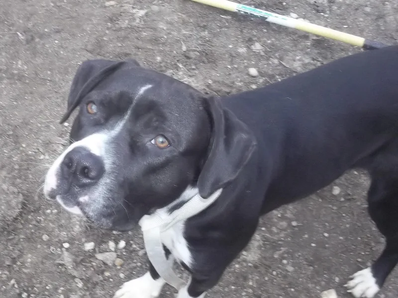 An adult large-sized male Black Pit Bull Terrier dog named Duke for adoption in Reed City, MI