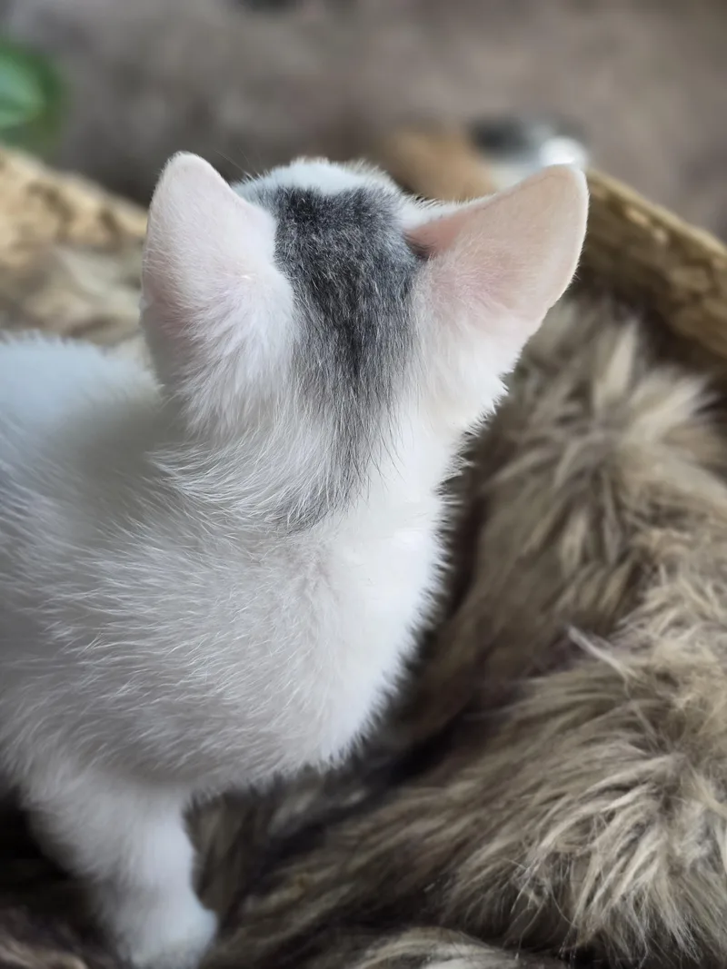 A baby medium-sized male White Domestic Short Hair cat named Tad for adoption in Mullica Hill, NJ