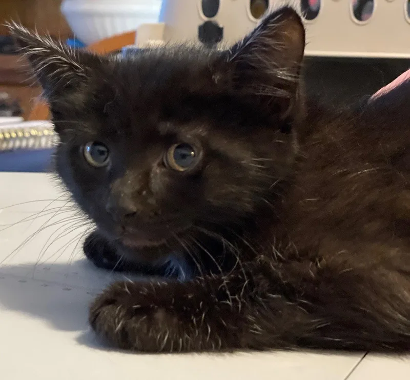 A baby medium-sized female Domestic Short Hair cat named Starling for adoption in Island Lake, IL