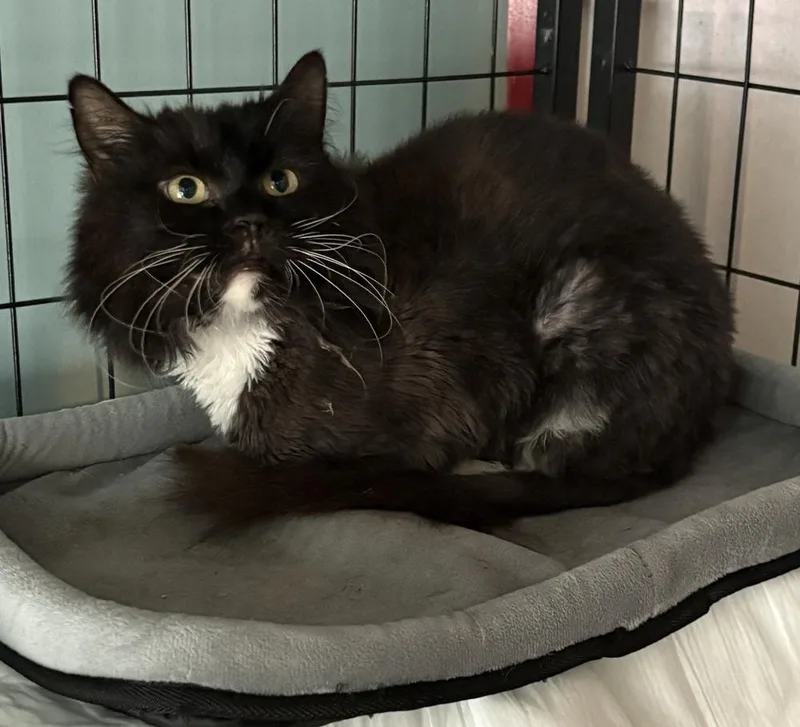 An adult medium-sized female Black & White / Tuxedo Domestic Long Hair cat named Tabitha for adoption in Harpers Ferry, WV