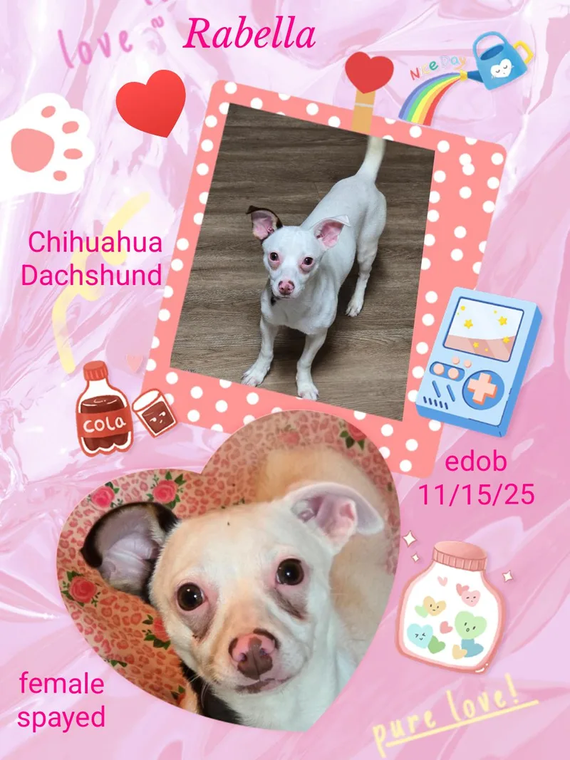 An adult small-sized female White / Cream Chihuahua dog named Rabella MDT for adoption in Missouri City, TX