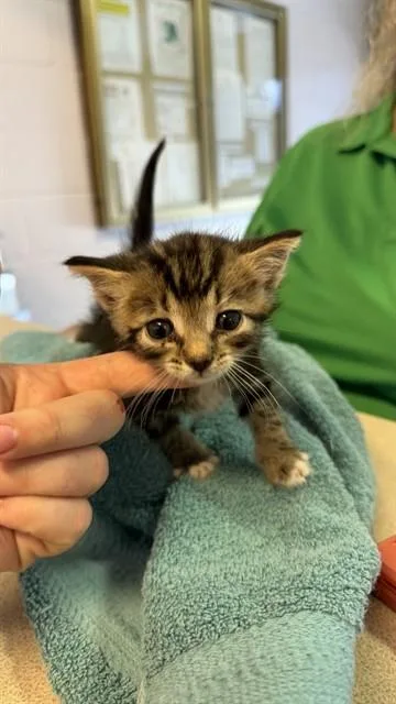 A baby small-sized male Domestic Short Hair cat named Legend for adoption in Jacksonville, FL