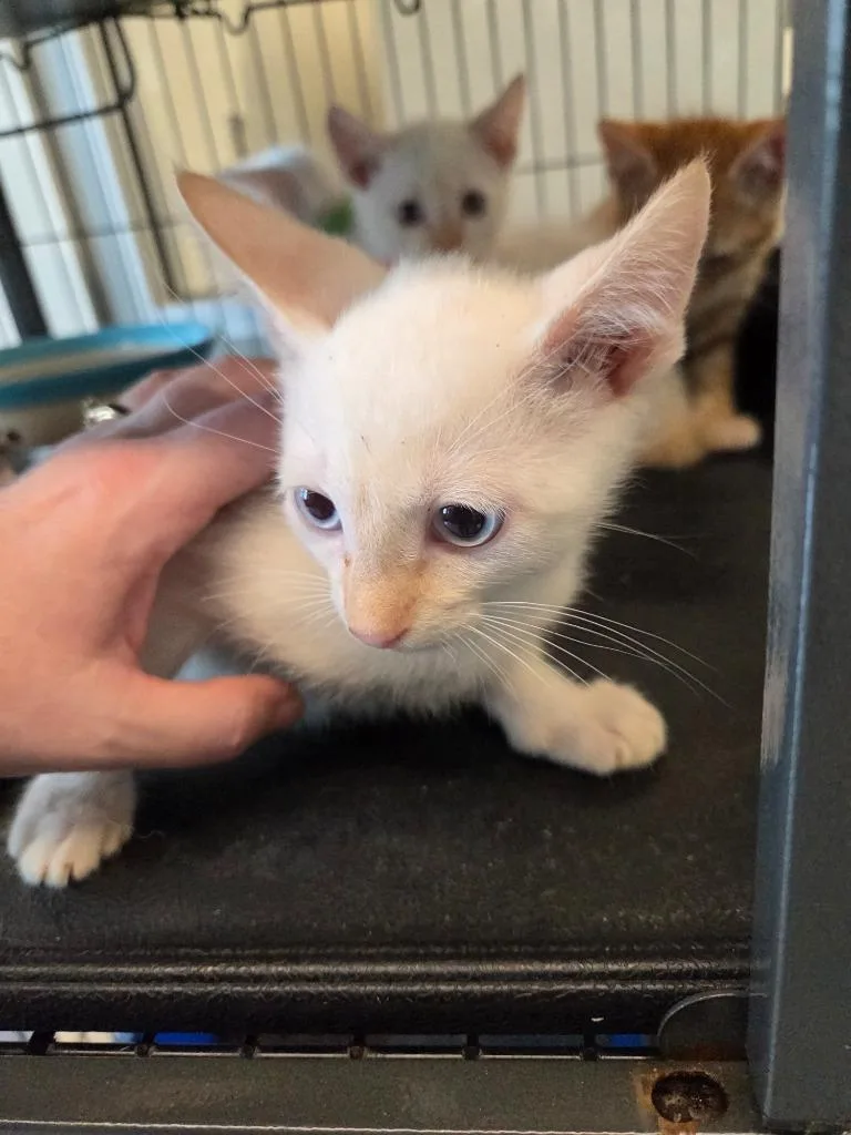 A baby small-sized male Domestic Short Hair cat named Freckles for adoption in Bossier City, LA