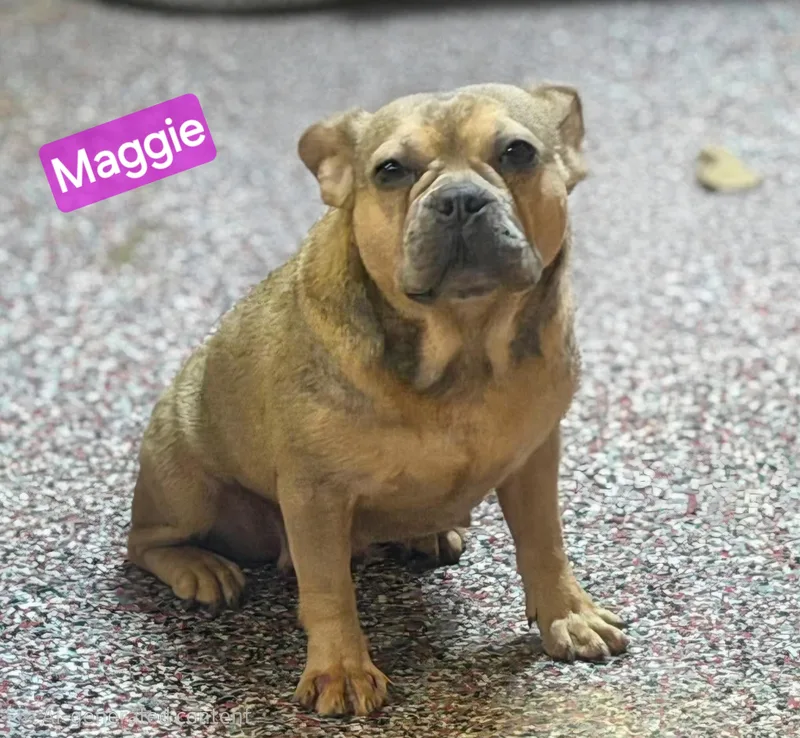 An adult medium-sized female Brown / Chocolate French Bulldog dog named Maggie for adoption in Wheelersburg, OH