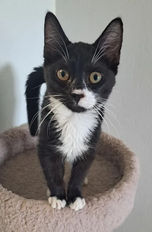 A baby medium-sized male Black & White / Tuxedo Domestic Short Hair cat named Jackson for adoption in Manning, SC