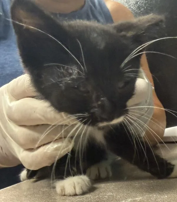 A baby small-sized male Domestic Short Hair cat named U for adoption in Salisbury, MD