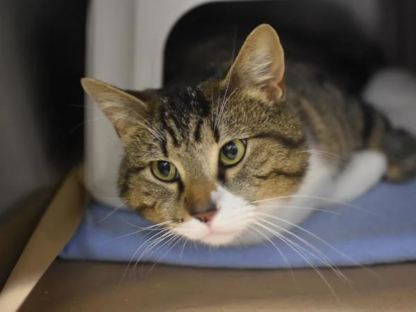 An adult medium-sized male Domestic Short Hair cat named Limeade for adoption in Portland, OR