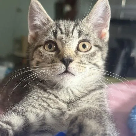 A baby small-sized female Brown / Chocolate Domestic Short Hair cat named Wittle for adoption in Birdsboro, PA