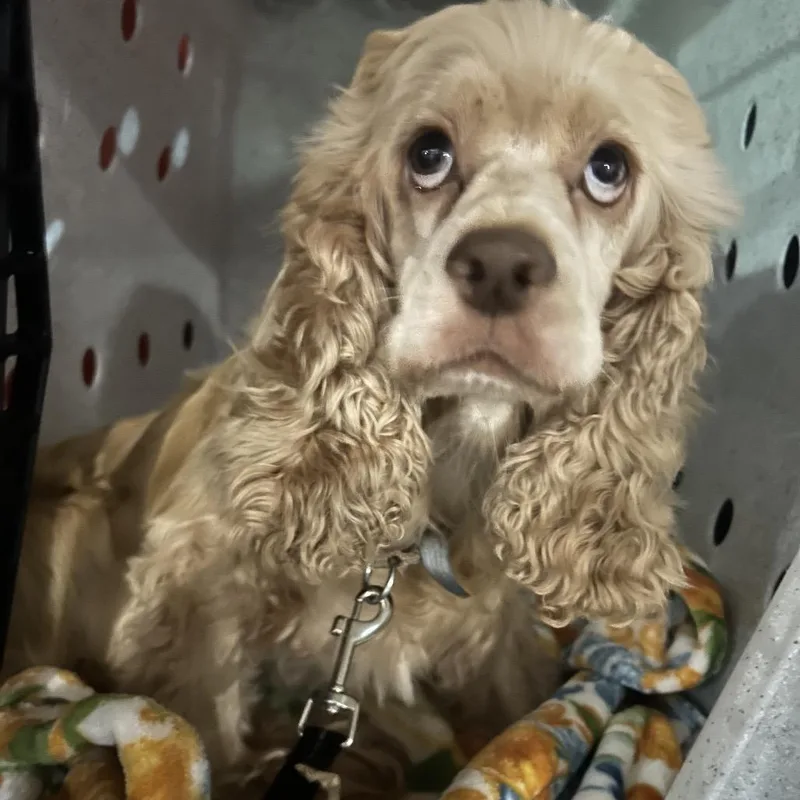 A senior small-sized female Cocker Spaniel dog named Sadie for adoption in Newark, NJ