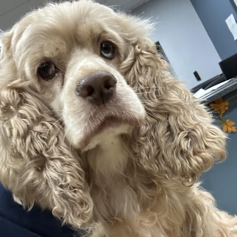 Sadie thumbnail 2