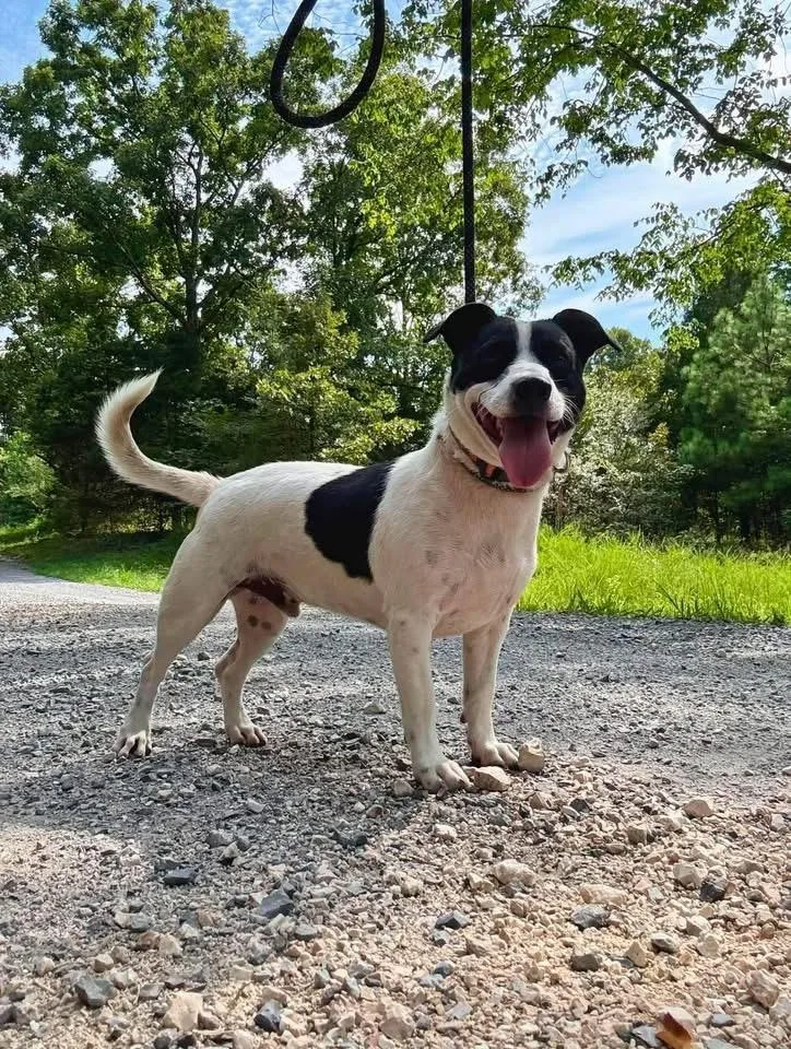 A young medium-sized male Basset Hound dog named Murphy for adoption in Waverly, TN
