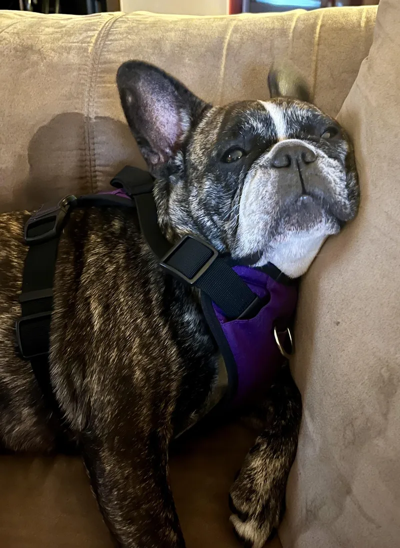 A young small-sized female Brindle French Bulldog dog named Purebred French Bulldog Dolly for adoption in Boca Raton, FL