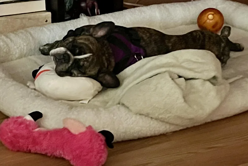 Purebred French Bulldog Dolly thumbnail 2