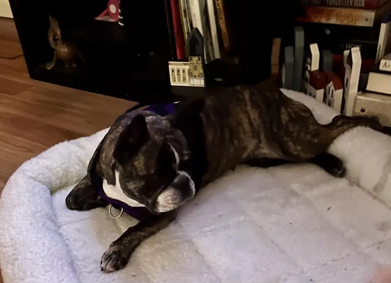 Purebred French Bulldog Dolly thumbnail 3