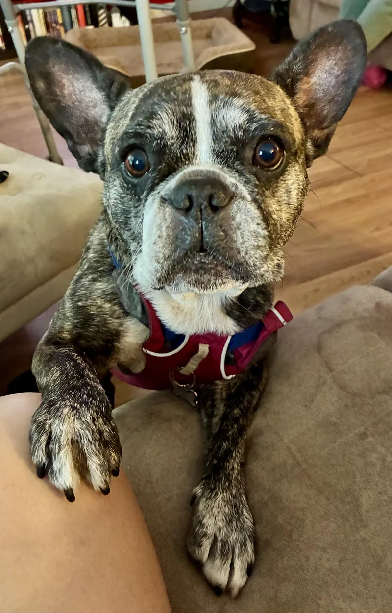Purebred French Bulldog Dolly thumbnail 4